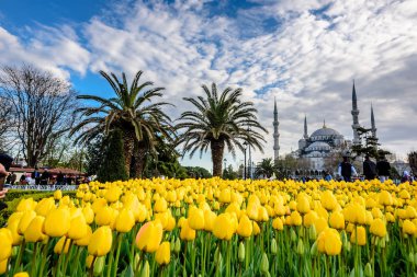 Geleneksel Lale Festivali Sultanahmet Meydanı'nda Sultan Ahmet Mosque(Blue Mosque) manzarasına sahip. Istanbul,Turkey.04 Nisan, 2017