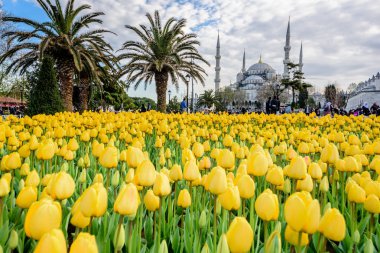 Geleneksel Lale Festivali Sultanahmet Meydanı'nda Sultan Ahmet Mosque(Blue Mosque) manzarasına sahip. Istanbul,Turkey.04 Nisan, 2017