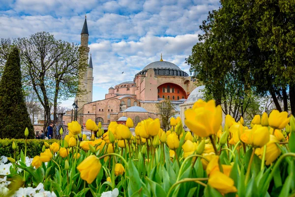 Традиційні Tulip Фестиваль Площі Султанахмет Видом Собор Святої Софії Грецьких — стокове фото