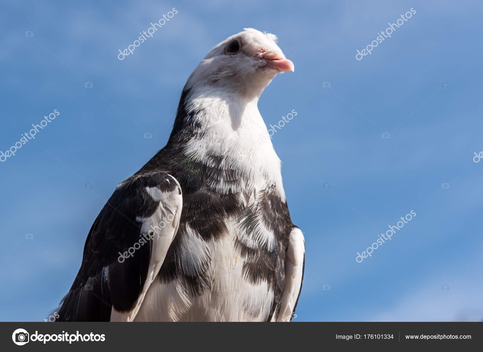 Coup Tête Oiseau Pigeon Dove Couleur Noir Blanc Sur Propre