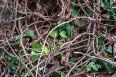 Sonbahar kuru akçaağaç ve Ivy doku moody yere bırakır