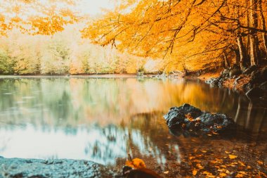 Sonbahar manzara, Kuru ağaçlar, altın gökyüzü yumuşak görünümünü, ağaç yansıyan gölde, Mevsimler değişir, güneşli bir gün, sonbahar park, Sonbahar Doğa.