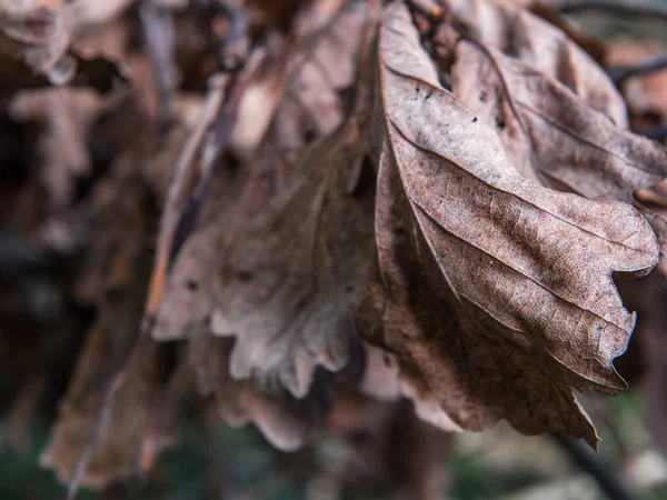 Текстура Осенних Сухих Кленовых Листьев Осенью — стоковое фото