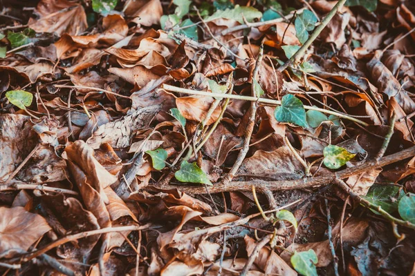 Textura Arce Seco Otoño Hojas Hiedra Suelo Malhumorado — Foto de Stock