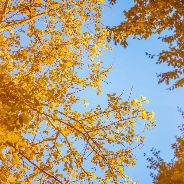 Świecące Drzewo Gałęzi Liści Przeciwko Latarnia Nad Niebieski Niebo Scena — Zdjęcie stockowe