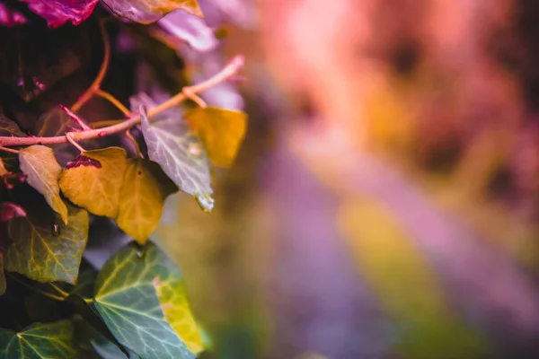 Zachte Weergave Van Herfst Landschap Muur Bedekt Met Bladeren Van — Stockfoto