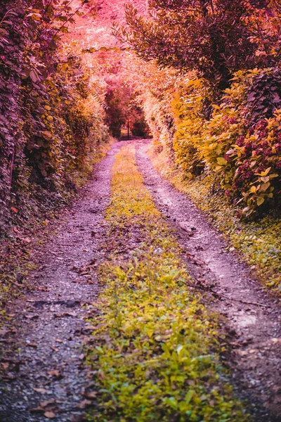 Vista Suave Del Paisaje Otoñal Pared Cubierta Con Hojas Hojas —  Fotos de Stock