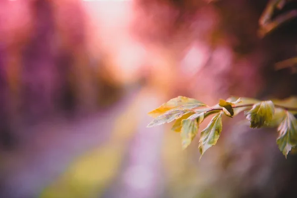 秋景柔和观 墙面覆盖着野树叶与路的背景 — 图库照片