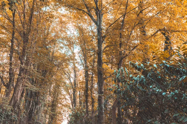 Многие Стволы Деревьев Ветви Поднимаются Лес Солнечным Светом — стоковое фото