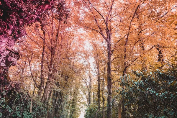 Muchos Troncos Ramas Árboles Que Suben Bosque Con Luz Solar — Foto de Stock