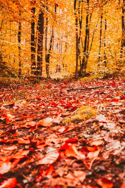 Miękkie Widok Krajobraz Jesień Drzewa Suchego Pozostawia Ziemi — Zdjęcie stockowe