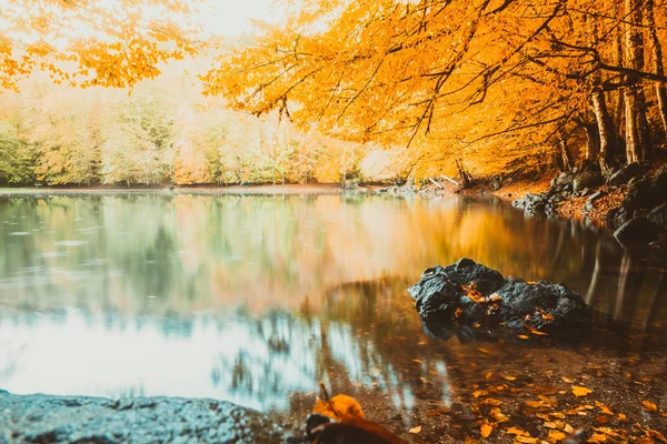 Vista Suave Paisagem Outono Árvores Secas Céu Dourado Árvore Refletida — Fotografia de Stock