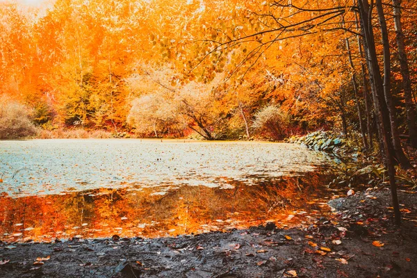 Панорамный Вид Осенний Пейзаж Сухие Деревья Золотое Небо Отраженное Озере — стоковое фото