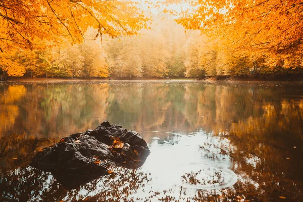 Панорамный Вид Осенний Пейзаж Сухие Деревья Золотое Небо Отраженное Озере — стоковое фото