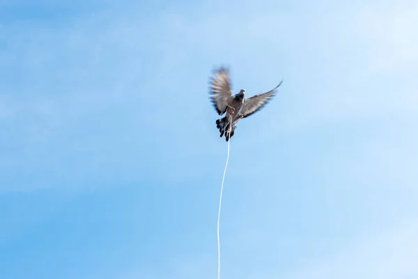 one single pigeon flying over blue clean background with its foot strapped with rope.concept of no freedom.