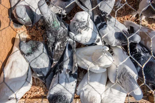 불명된 라이브 비둘기 이스탄불 2017 비둘기에서 금에서 — 스톡 사진