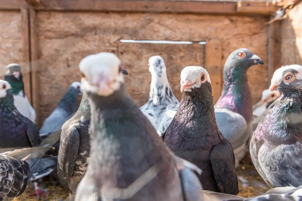 라이브 비둘기 비둘기 이스탄불 터키에서 판매를 — 스톡 사진