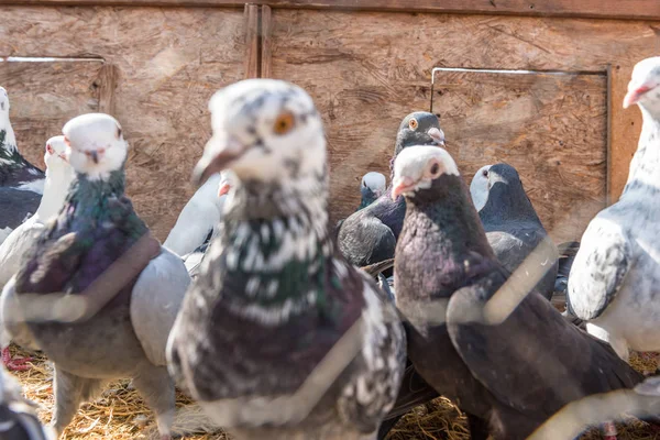 라이브 비둘기 비둘기 이스탄불 터키에서 판매를 — 스톡 사진