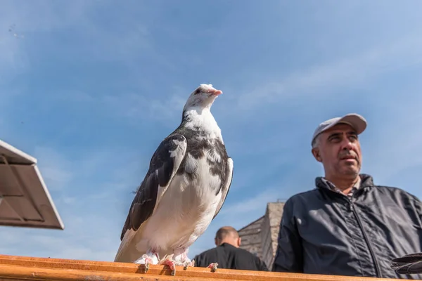 Kimliği Belirsiz Canlı Güvercin Kafes Istanbul Türkiye Ekim 2017 Güvercin — Stok fotoğraf