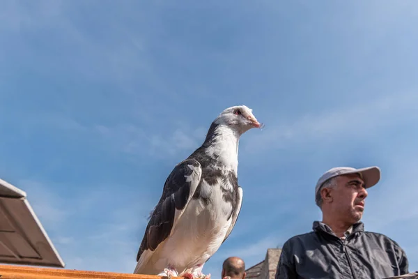 Azonosítatlan Férfi Értékesíti Cage Galamb Bazár Isztambul Törökország Október 2017 — Stock Fotó