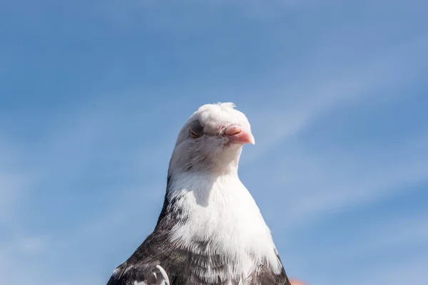 きれいな青空に白と黒の色 Pigeon Dove 鳥のヘッド ショット — ストック写真