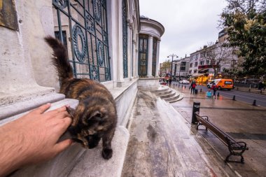 Adam el 2017 Istanbul İstanbul, Turkey.April 17, mermer duvar köşesinde evsiz kedi dokunmadan