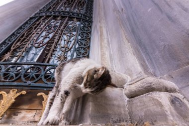 Istanbul evsiz kedi Camii, İstanbul 'un şehirdeki bir mermer duvar köşesinde.