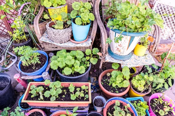 Different kind of flowers in flowerpots for decoration