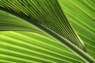 yeşil ve taze tropikal palmiye ağacı yaprakları
