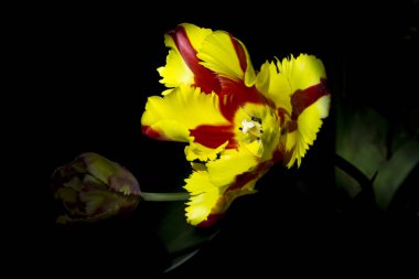 Siyah arka plan ile Kırmızı Sarı Lale