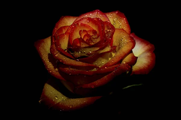 Tender vörös rózsaszín rózsa harmat cseppek — Stock Fotó
