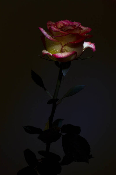 A beautiful tender red and pink rose with dew drops and black background