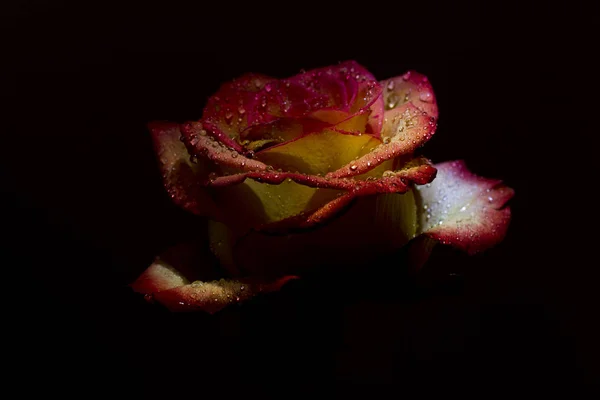 Rosa vermelho macio rosa com gotas de orvalho — Fotografia de Stock