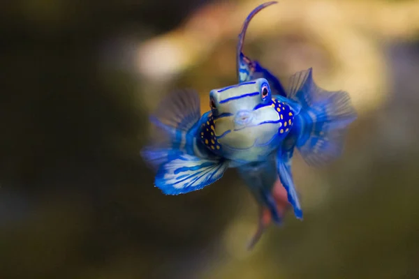 Egzotik mavi tropikal balık — Stok fotoğraf
