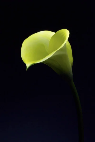 Gelbe Calla Lilie auf schwarzem Hintergrund — Stockfoto