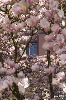 ihale pembe Manolya çiçekleri ile kırsal pencere