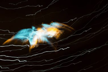 Mavi ve turuncu uçan kuş siluet siyah arka plan üzerine