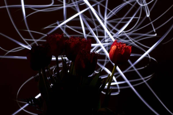 Lichtmalerei mit roten Tulpen — Stockfoto