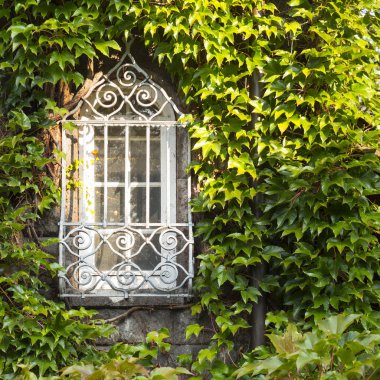 Yemyeşil yeşil Ivy tarafından fazla gelişmiş pencere