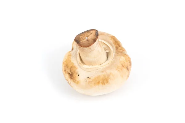 Cogumelo champignon isolado — Fotografia de Stock