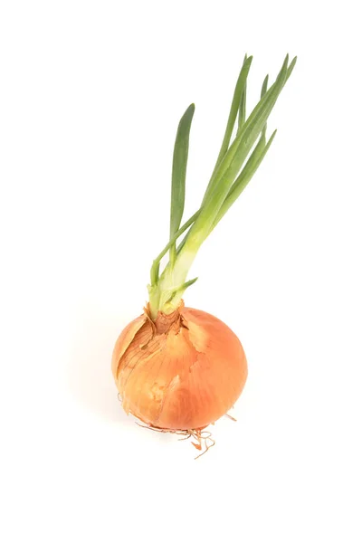 Onion isolated on white — Stock Photo, Image