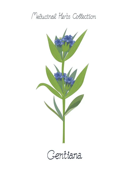 Wildflower geïsoleerd op witte geneeskrachtig kruid gentiana — Stockvector