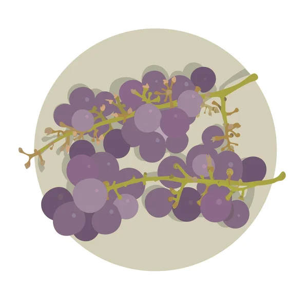 Två klasar av lila druvor — Stock vektor