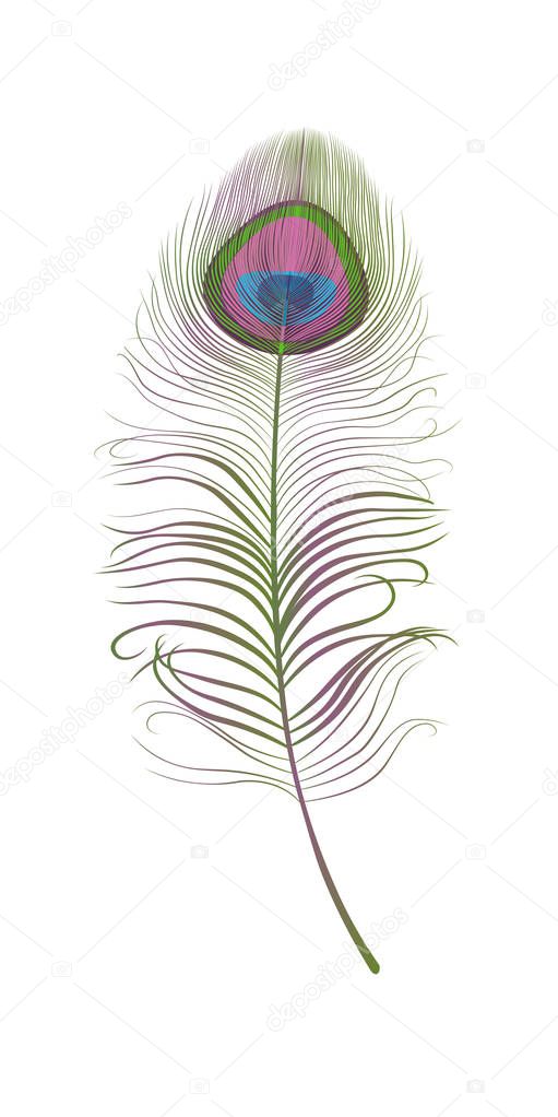 Peacock feather isolated on white vector illustration