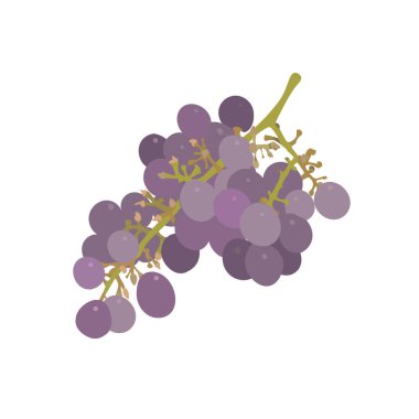 bir avuç üzüm vektör illüstrasyon izole