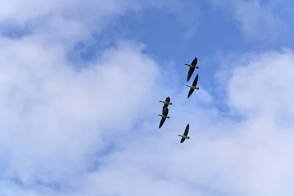 Fünf Wildgänse Flug Einem Sonnigen Wintertag Mit Blauem Himmel Und — Stockfoto