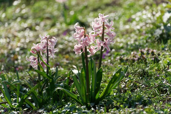 Hyacinthus Orientalis - Parktaki çayırda açan bahar çiçeği