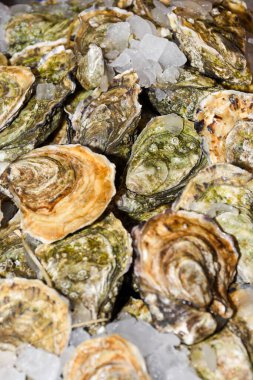 İstiridye, deniz veya tuzlu su habitatlarında yaşayan birkaç farklı tuzlu su bivanası yumuşakçasının yaygın adıdır. Bazı türlerde, kapakçıklar son derece kireçlenmiştir.