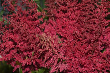 Bir buket çok renkli çiçek. Taze bahar çiçekleri, Sevgililer Günü için çiçek arkaplanı, Anneler Günü, Kadınlar Günü, 1 Mart, 8 Mart, doğum günü veya isim günü