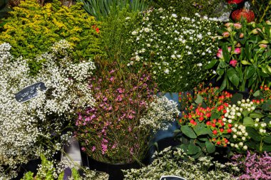 Bir buket çok renkli çiçek. Taze bahar çiçekleri, Sevgililer Günü için çiçek arkaplanı, Anneler Günü, Kadınlar Günü, 1 Mart, 8 Mart, doğum günü veya isim günü